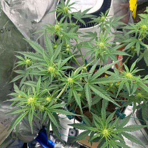 Cherry Pie Automatic growlog timeline photo