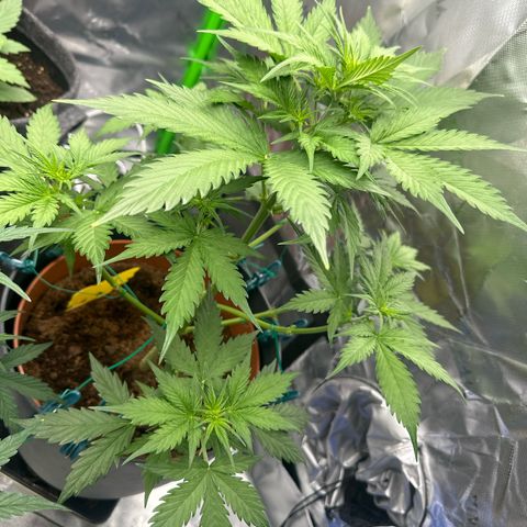 Easy Bud Automatic growlog timeline photo