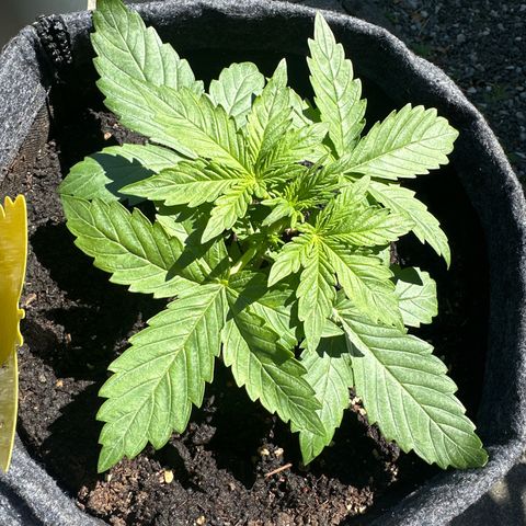 HulkBerry Automatic growlog timeline photo