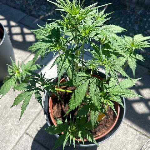 Easy Bud Automatic growlog timeline photo