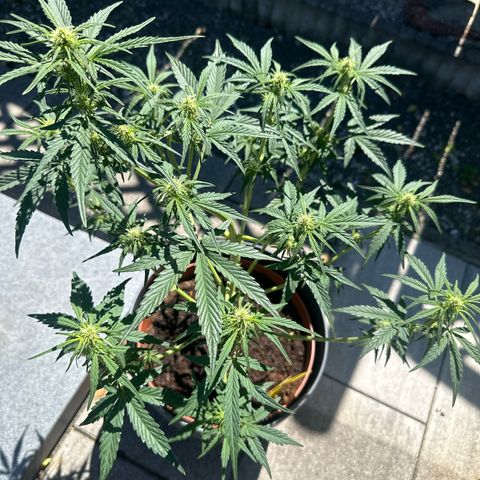 Cherry Pie Automatic growlog timeline photo