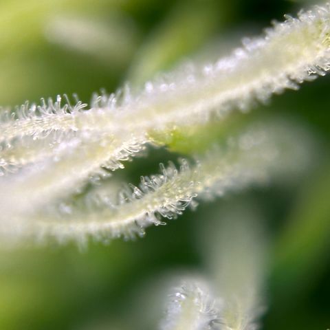 Cherry Pie Automatic growlog timeline photo