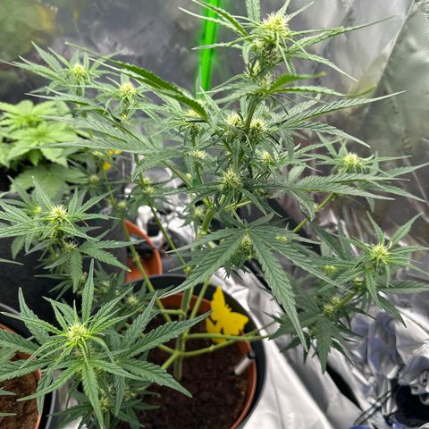 Cherry Pie Automatic growlog timeline photo