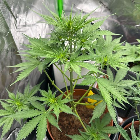 Easy Bud Automatic growlog timeline photo