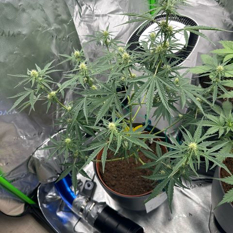 Cherry Pie Automatic growlog timeline photo