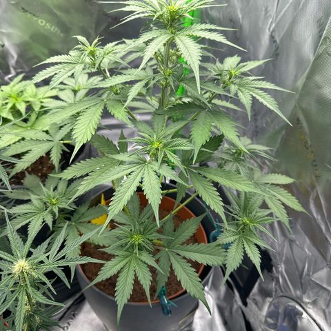 Easy Bud Automatic growlog timeline photo