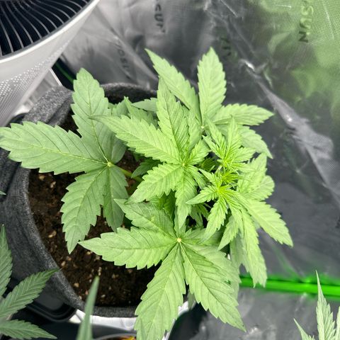 HulkBerry Automatic growlog timeline photo