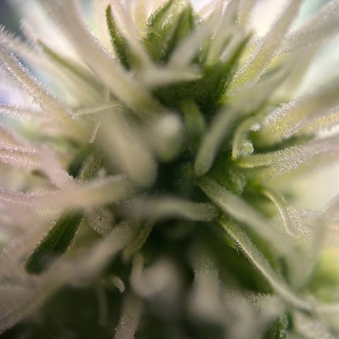 Cherry Pie Automatic growlog timeline photo