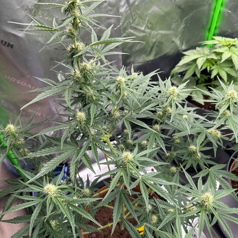 Cherry Pie Automatic growlog timeline photo
