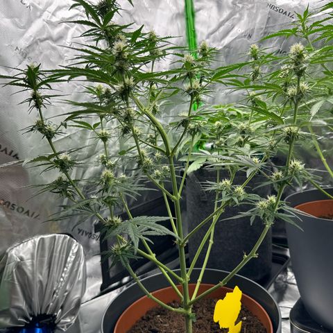 Cherry Pie Automatic growlog timeline photo