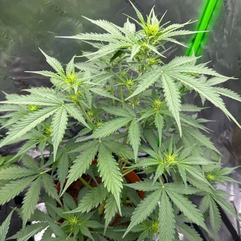 Easy Bud Automatic growlog timeline photo
