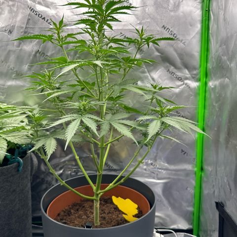 Easy Bud Automatic growlog timeline photo
