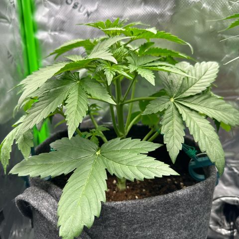 HulkBerry Automatic growlog timeline photo