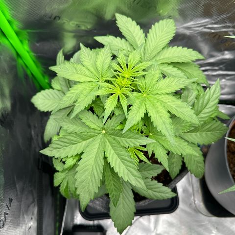 HulkBerry Automatic growlog timeline photo