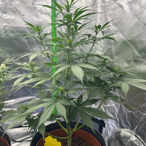 Easy Bud Automatic growlog timeline photo
