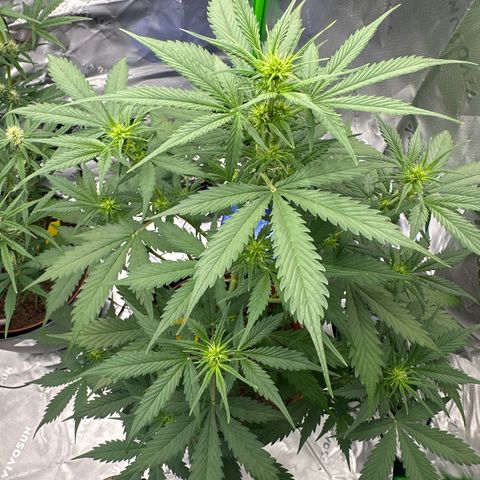 Easy Bud Automatic growlog timeline photo