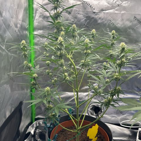 Cherry Pie Automatic growlog timeline photo