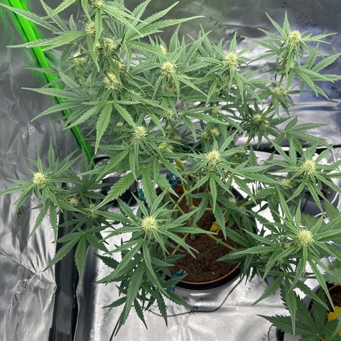 Cherry Pie Automatic growlog timeline photo