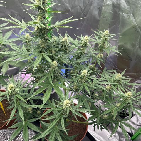 Cherry Pie Automatic growlog timeline photo