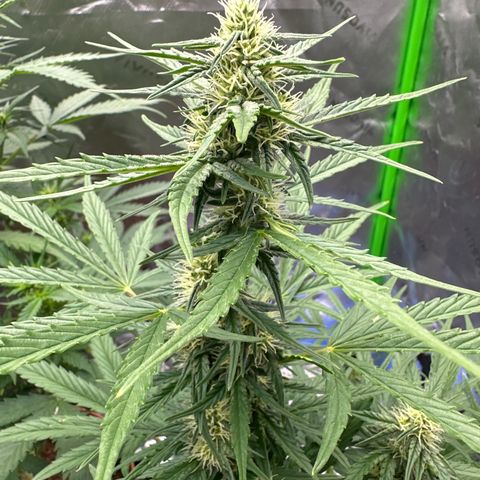 Cherry Pie Automatic growlog timeline photo