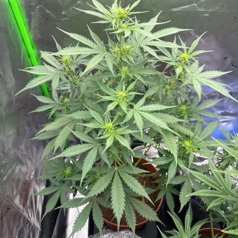 Easy Bud Automatic growlog timeline photo