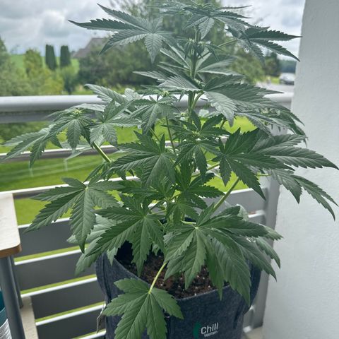 HulkBerry Automatic growlog timeline photo