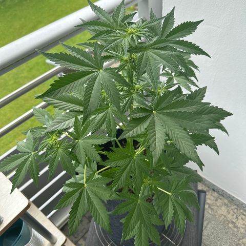 HulkBerry Automatic growlog timeline photo