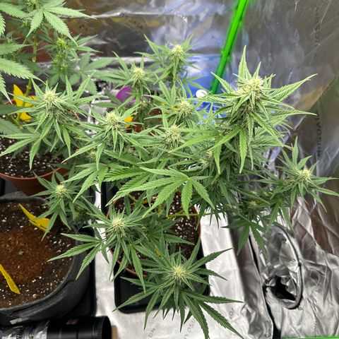 Cherry Pie Automatic growlog timeline photo