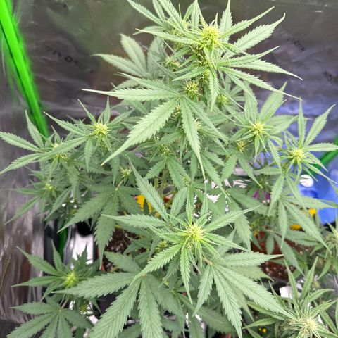 Easy Bud Automatic growlog timeline photo