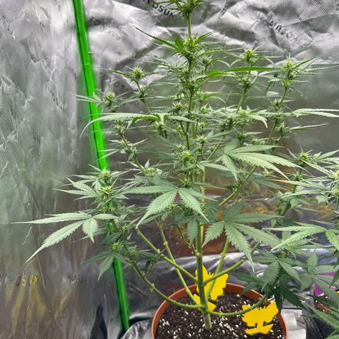 Easy Bud Automatic growlog timeline photo