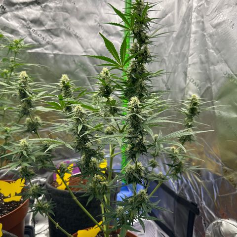 Cherry Pie Automatic growlog timeline photo