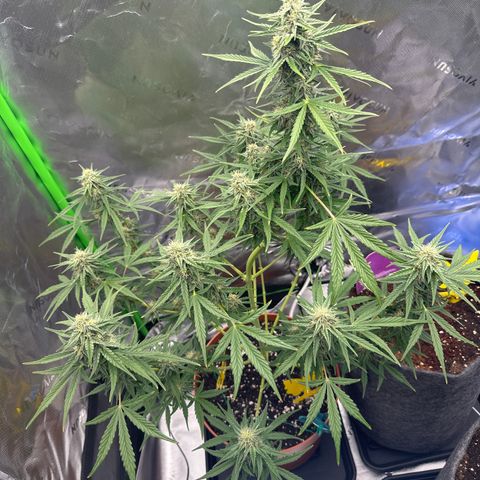 Cherry Pie Automatic growlog timeline photo