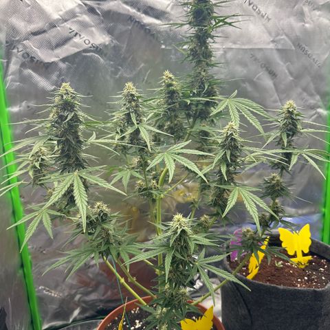 Cherry Pie Automatic growlog timeline photo