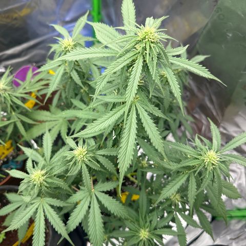 Easy Bud Automatic growlog timeline photo