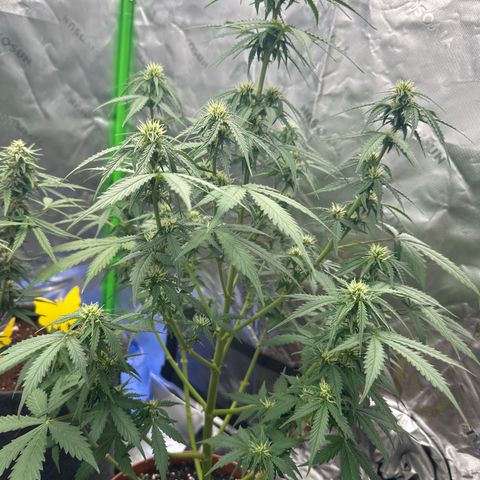 Easy Bud Automatic growlog timeline photo