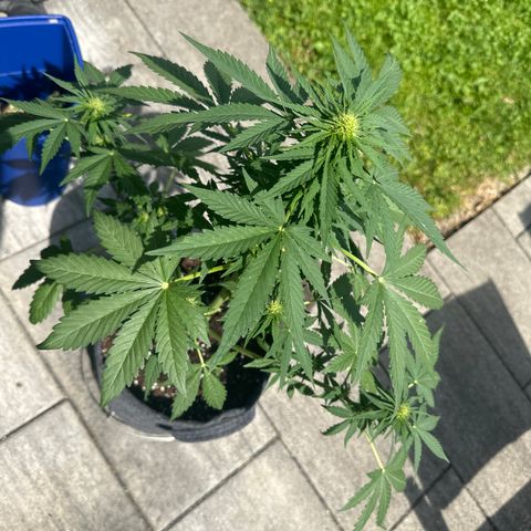 HulkBerry Automatic growlog timeline photo
