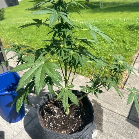 HulkBerry Automatic growlog timeline photo