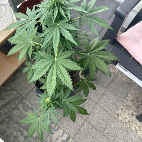 HulkBerry Automatic growlog timeline photo