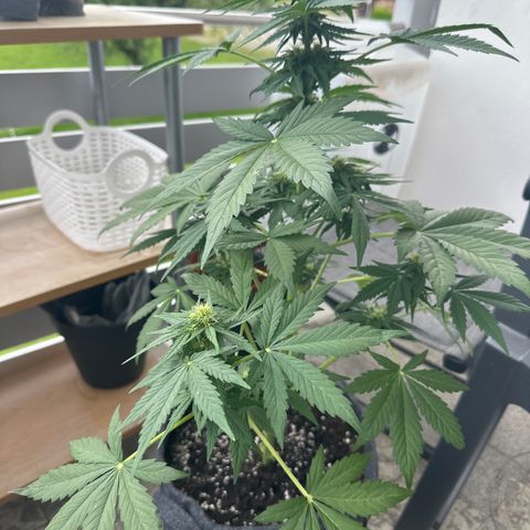 HulkBerry Automatic growlog timeline photo