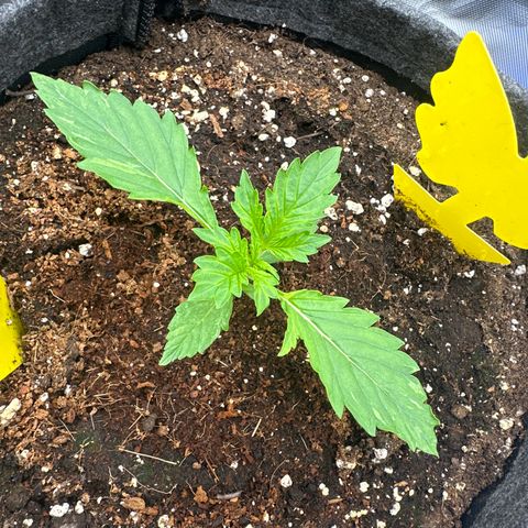 Cookies Gelato Automatic growlog timeline photo