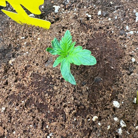 Royal Dwarf Automatic growlog photo: wth??? xD