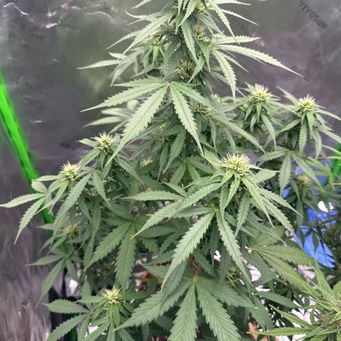Easy Bud Automatic growlog timeline photo