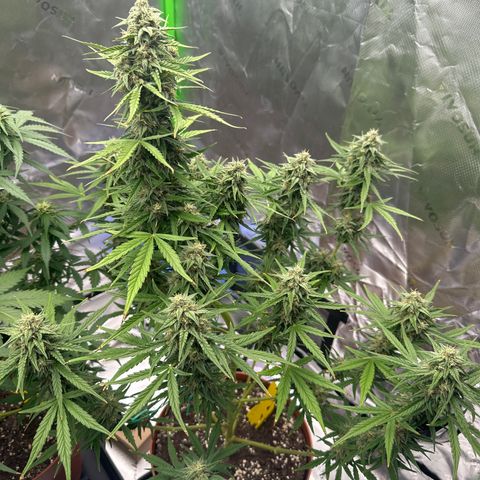 Cherry Pie Automatic growlog timeline photo