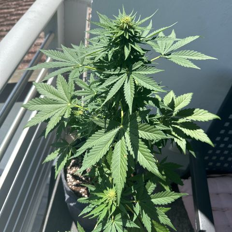 HulkBerry Automatic growlog timeline photo