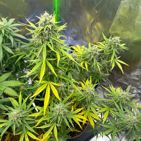 Cherry Pie Automatic growlog photo: finish line 🏁
