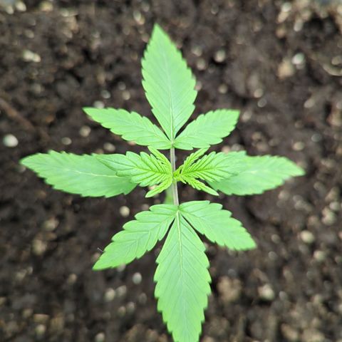 Red Bannana Berry growlog timeline photo