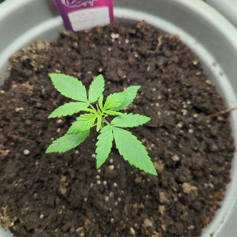 Red Bannana Berry growlog timeline photo