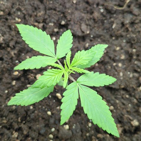 Red Bannana Berry growlog timeline photo
