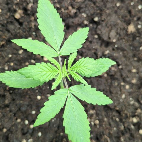 Red Bannana Berry growlog timeline photo