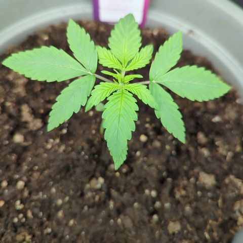 Red Bannana Berry growlog timeline photo